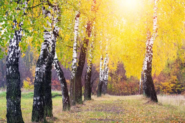 Березовая Роща Желтыми Деревьями Солнечный День — стоковое фото