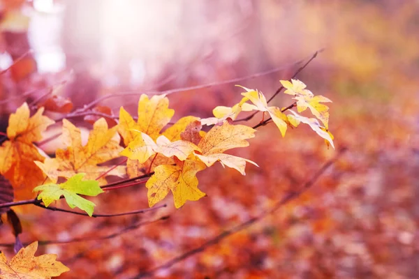 Ahornzweig Mit Bunten Herbstblättern Wald Bei Sonnigem Wetter — Stockfoto