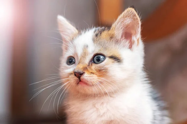 背景がぼやけている部屋の小さなふわふわの子猫クローズアップ — ストック写真