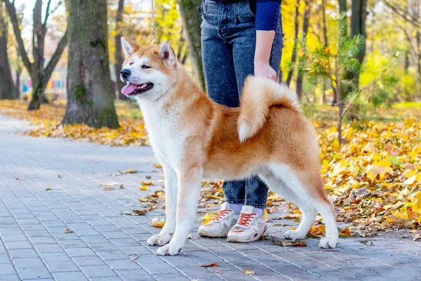 Pies Akita Kochanką Jesiennym Parku Wśród Żółtych Opadłych Liści — Zdjęcie stockowe