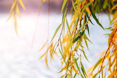 Willow branch with colorful autumn leaves by the river. A willow branch hangs over the water