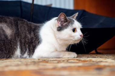 Kedi odadaki şemsiyenin yanında dikkatle oturur.