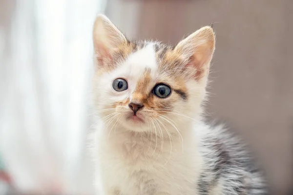小さなかわいい子猫です気配りのある外観で部屋にぼやけた背景 — ストック写真