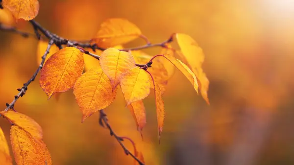 Strom Větev Červeným Podzimním Listím Rozmazaném Pozadí — Stock fotografie