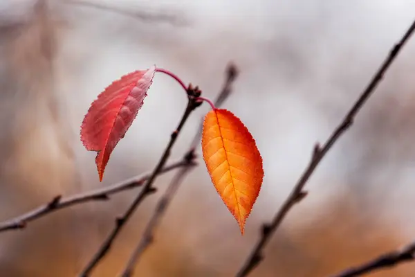Červené Podzimní Listí Větvi Stromu Rozmazaném Pozadí — Stock fotografie