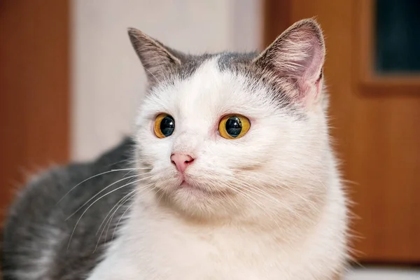 Gato Manchado Branco Quarto Retrato Gato — Fotografia de Stock
