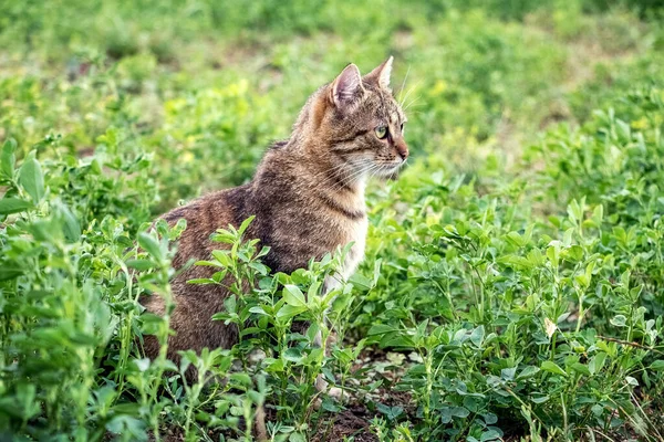 一只带着褐色条纹的猫正在绿色的草地上仔细地寻找猎物 — 图库照片
