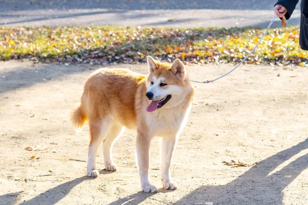Pies Akita Smyczy Jesiennym Parku Alejce — Zdjęcie stockowe