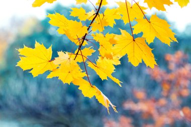 Sarı sonbahar yapraklı akçaağaç dalı bulanık bir arka planda.