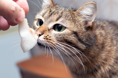 Sahibi kedi yağını besler. Kedi, sahibinin elinden yiyecek alır. Hayvanlarla ilgilenmek..