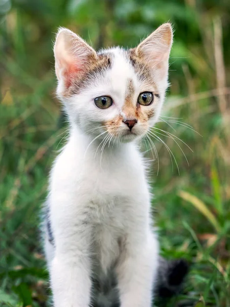 庭の屋外の小さな白い斑点の子猫 — ストック写真