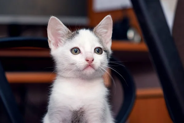 Ofisteki Sandalyede Oturan Sevimli Bir Kedi Yavrusu — Stok fotoğraf