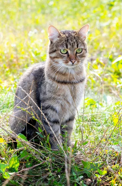 晴れた日に草の上の庭に座っている茶色の縞の猫 — ストック写真