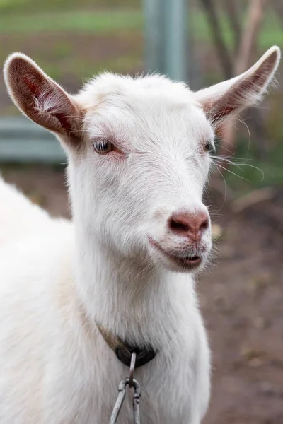 Nahaufnahme Einer Weißen Ziege Auf Einem Bauernhof — Stockfoto