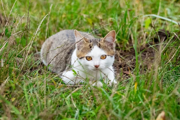 Weiß Gefleckte Katze Liegt Garten Auf Grünem Gras — Stockfoto
