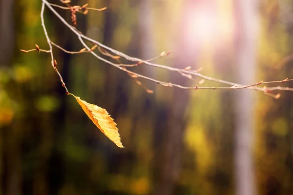 Ast Wald Mit Einsamen Gelben Blättern Auf Verschwommenem Hintergrund — Stockfoto