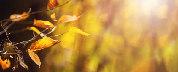 Outono Amarelo Sai Floresta Galho Árvore Fundo Embaçado Dia Ensolarado — Fotografia de Stock