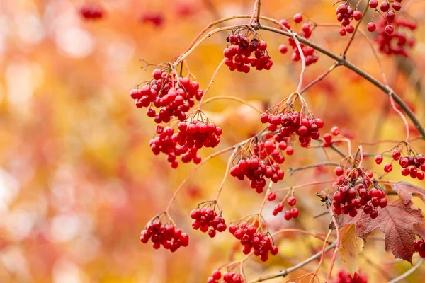 Sonbahar Yapraklarının Bulanık Arka Planında Kırmızı Böğürtlenli Viburnum Dalı — Stok fotoğraf