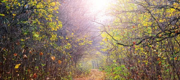Őszi Erdő Színes Fák Földút Egy Napsütéses Napon Őszi Háttér — Stock Fotó