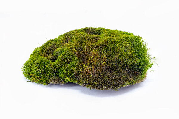 Clod of earth with beautiful green moss on a white isolated background.