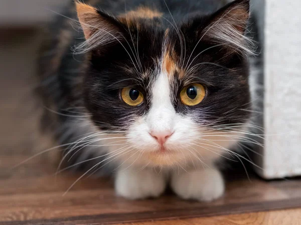 Gato Fofo Bonito Sentado Chão Sala — Fotografia de Stock