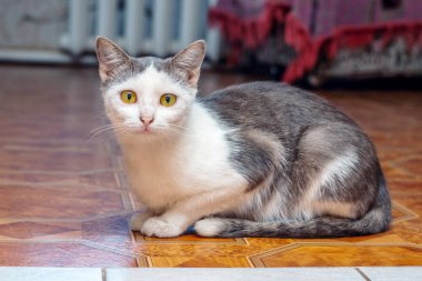 Dikkatle bakan beyaz benekli bir kedi odada yerde oturuyor.