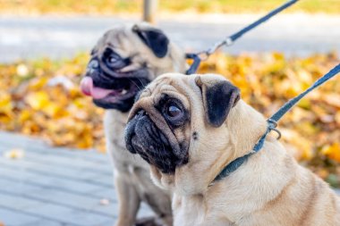 Sonbahar parkında tasmalı iki köpek.
