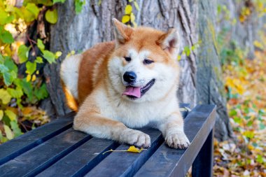 Akita köpeği sonbahar parkında bir bankta yatıyor.