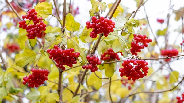 Sonbaharda Kırmızı Böğürtlenli Viburnum Çalısı — Stok fotoğraf
