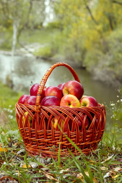 stock image Red ripe apples in a basket near the river. Apple harvest