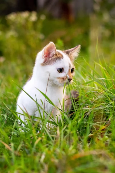 Bahçede Yeşil Çimlerin Arasında Oturan Küçük Beyaz Kedi — Stok fotoğraf