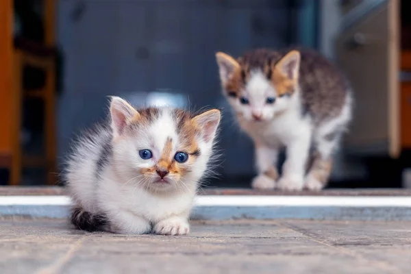 Две Забавные Милые Кошки Сидят Комнате Полу — стоковое фото