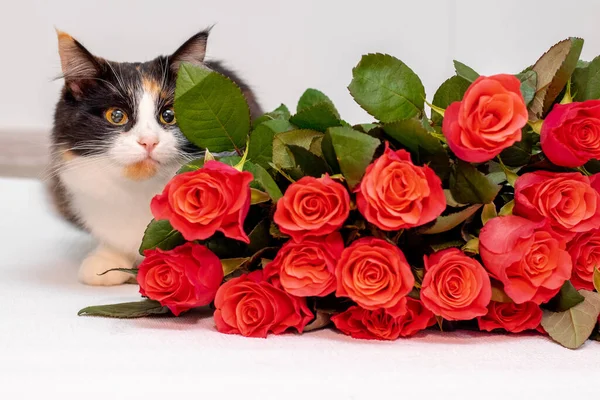 Gato Fofo Bonito Perto Buquê Rosas Vermelhas Parabéns Pelo Feriado — Fotografia de Stock