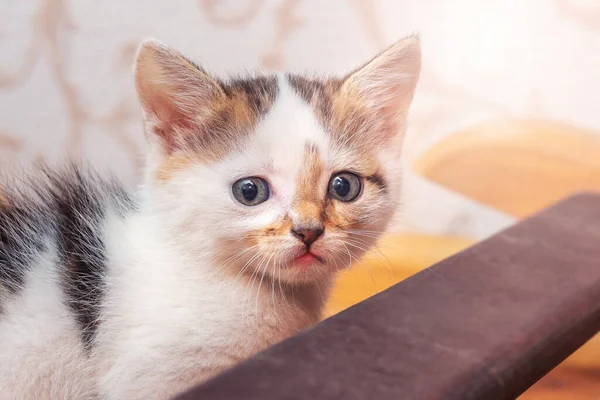Bulanık Arka Planda Bir Odada Küçük Tüylü Bir Kedi Yavrusu — Stok fotoğraf