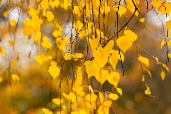 Autumn Background Yellow Birch Leaves Tree Blurred Background — Stock Photo, Image
