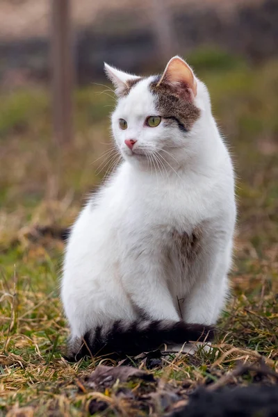 Bílá Skvrnitá Kočka Sedící Zahradě Trávě — Stock fotografie