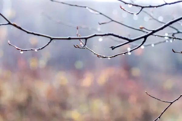 背景がぼやけた雨滴の濡れた木の枝 — ストック写真
