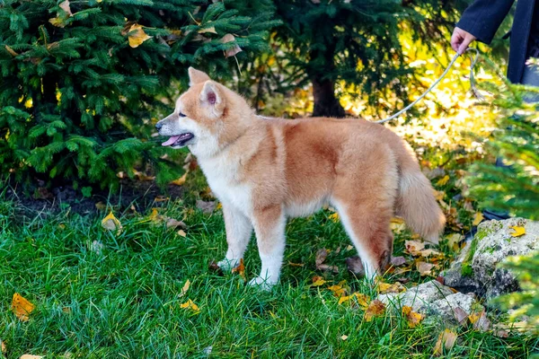 Akita Hond Aan Lijn Een Park Vlakbij Een Sparren Boom — Stockfoto