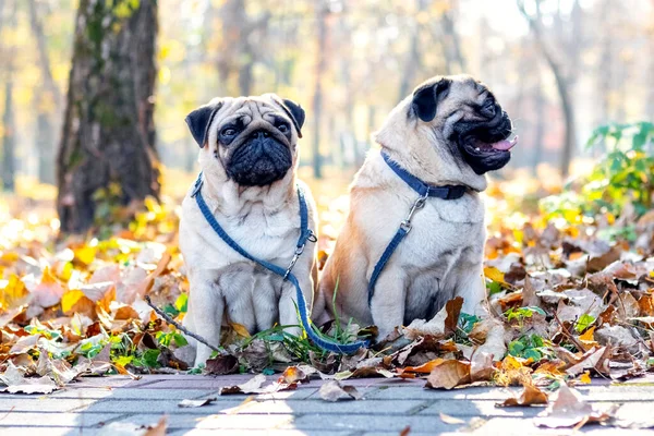 Two pugs sit on fallen leaves in an autumn park on a sunny day