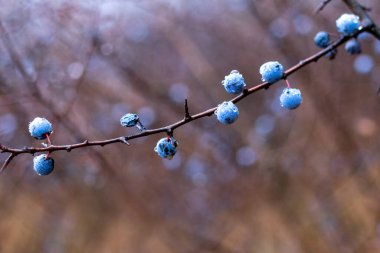 Sonbaharda ormanda yağmur damlalarıyla kaplı mavi böğürtlenli Blackthorn dalı