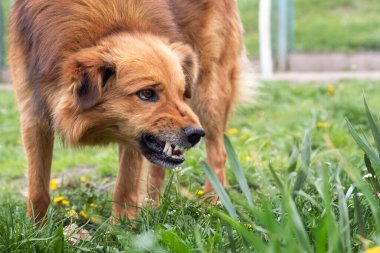 Saldırgan köpek havlıyor, dişlerini gösteriyor. Tehlikeli Öfkeli Köpek