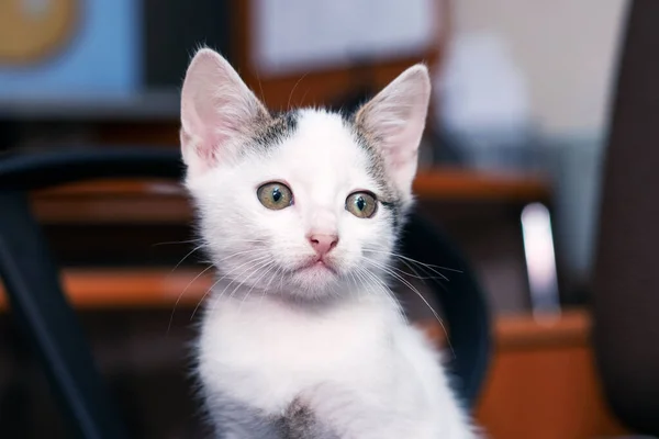 Ofisteki Sandalyede Oturan Sevimli Bir Kedi Yavrusu — Stok fotoğraf