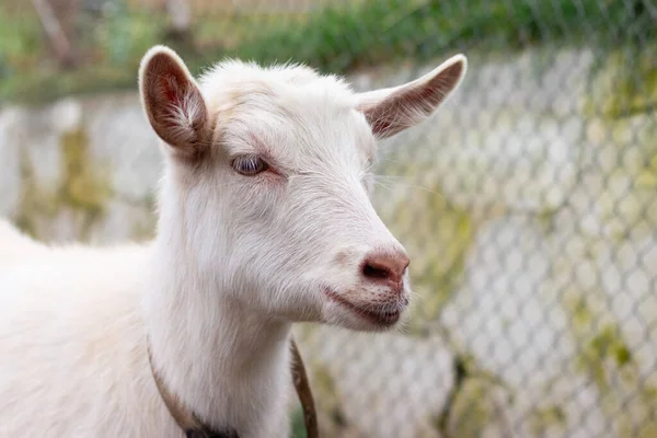 Nahaufnahme Einer Weißen Ziege Auf Einem Bauernhof — Stockfoto