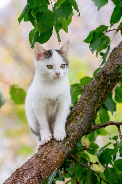 夏に緑の葉の間の木の上に小さなかわいい白い子猫 — ストック写真
