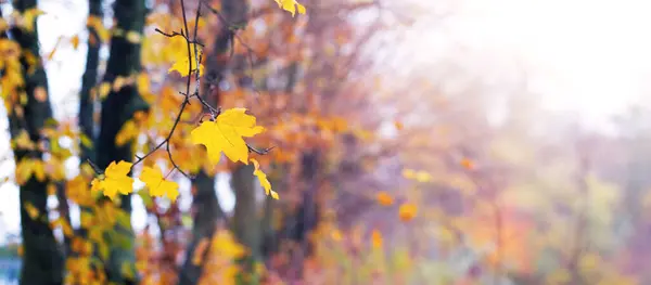 秋天的公园 有五彩缤纷的树木和黄色的枫叶 在阳光灿烂的天气里 前景广阔 — 图库照片