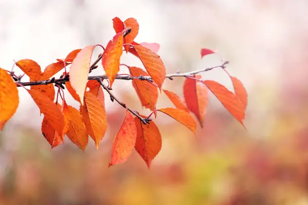 在阳光明媚的天气下 枝叶呈橙色 背景模糊 — 图库照片