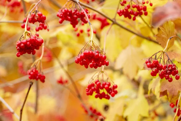 Zralé Červené Viburnum Bobule Pozadí Žlutých Listů — Stock fotografie