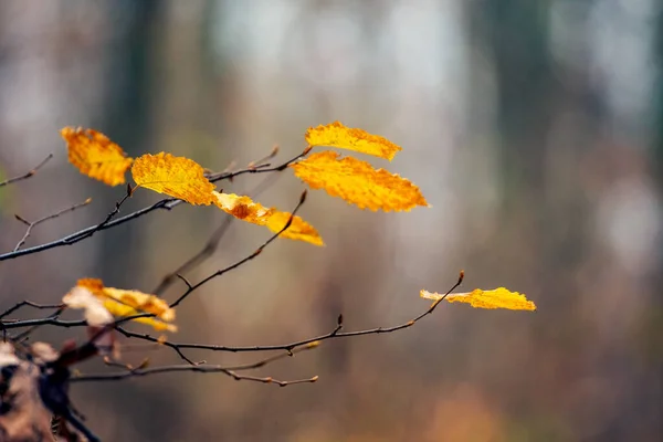 Žluté Podzimní Listí Větvích Stromu Lese Rozmazaném Pozadí — Stock fotografie