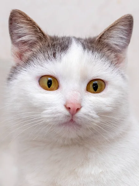 Açık Arkaplanda Beyaz Benekli Bir Kedinin Portresi — Stok fotoğraf