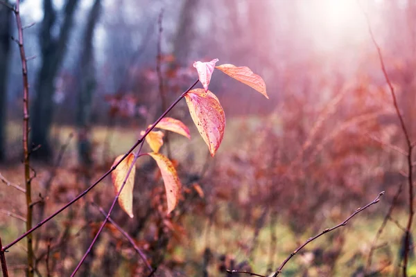 晴れた日には木の枝に紅葉が見られる秋の森 — ストック写真